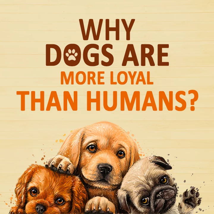 why-dogs-are-more-loyal-than-humans-in-tamil-kukufm