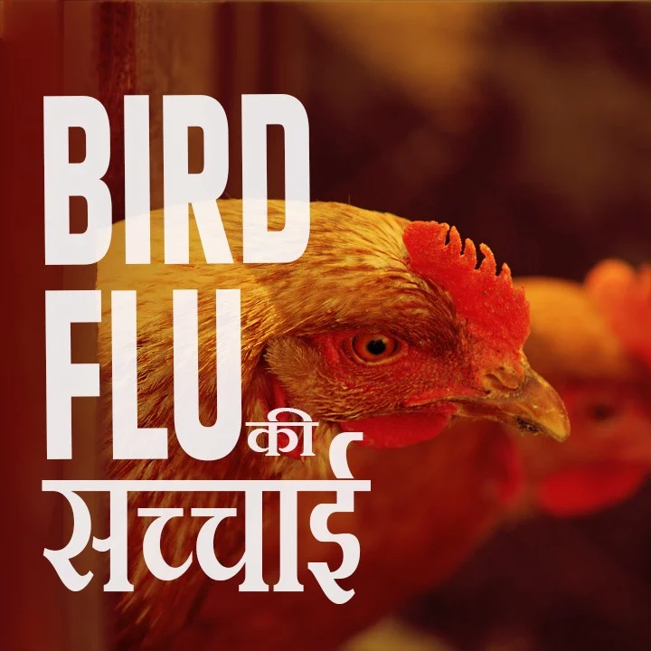 H5N1 - BIRD FLU की सच्चाई