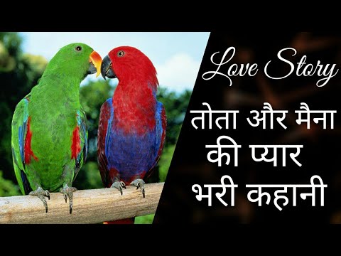 GMN Media | Love Story || Tota aur Maina ki pyar bhari kahani || in हिंदी |  KUKU FM