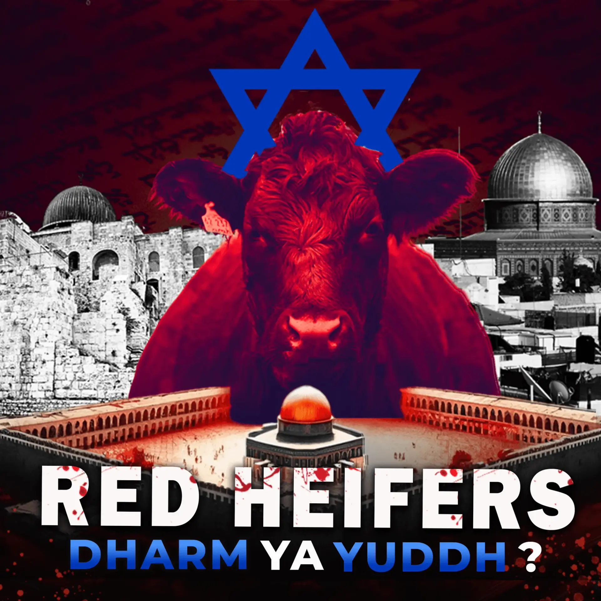 1. Know the red heifers | 