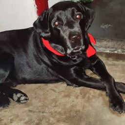 Yolo House Productions