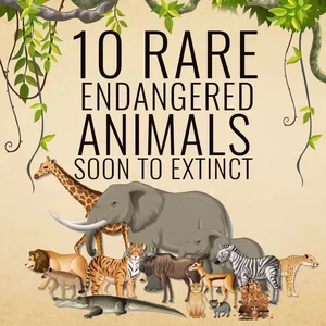 10 Rare Endangered Animals Soon to Extinct in Hindi | हिंदी | KUKUFM