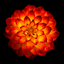 Arushi